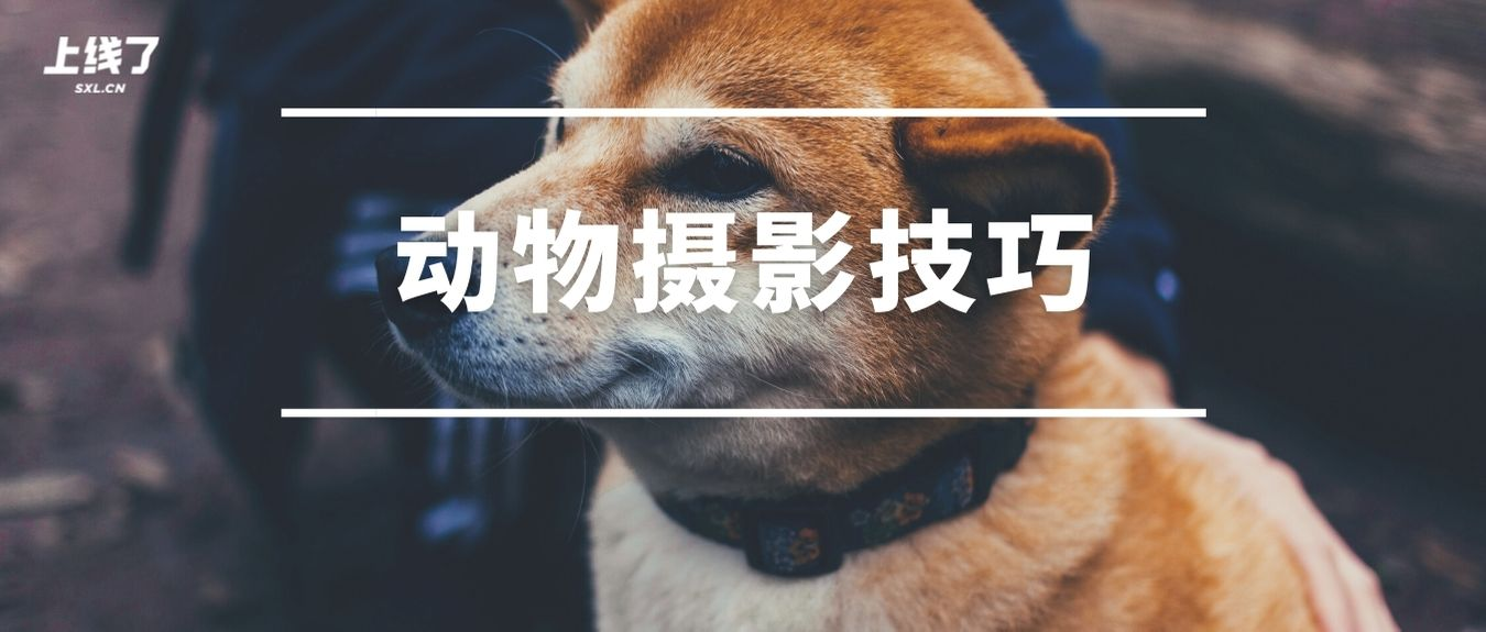 动物摄影 动物摄影